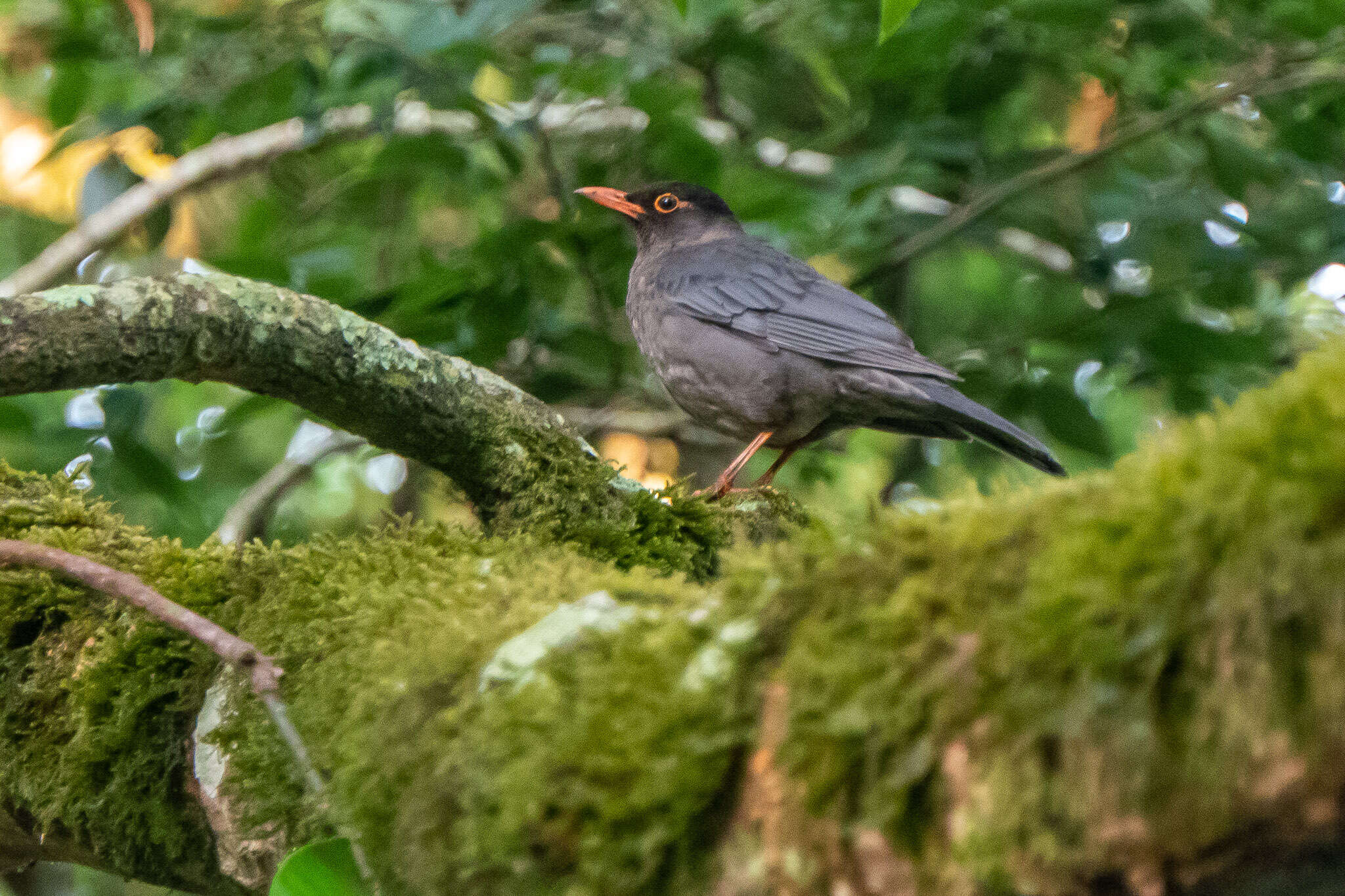 Image of Indian Blackbird