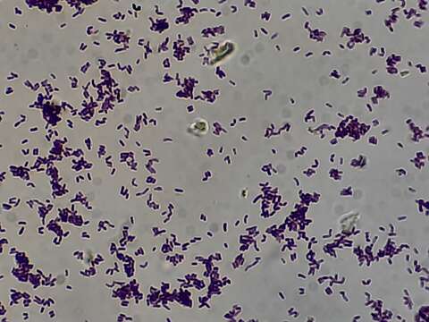 Imagem de Corynebacteriaceae