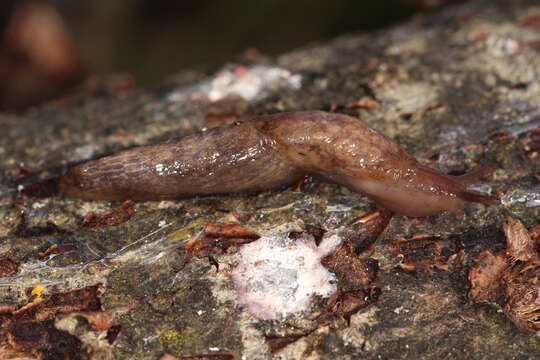 Image of grey field slug