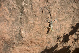 Image of Namib Rock Agama