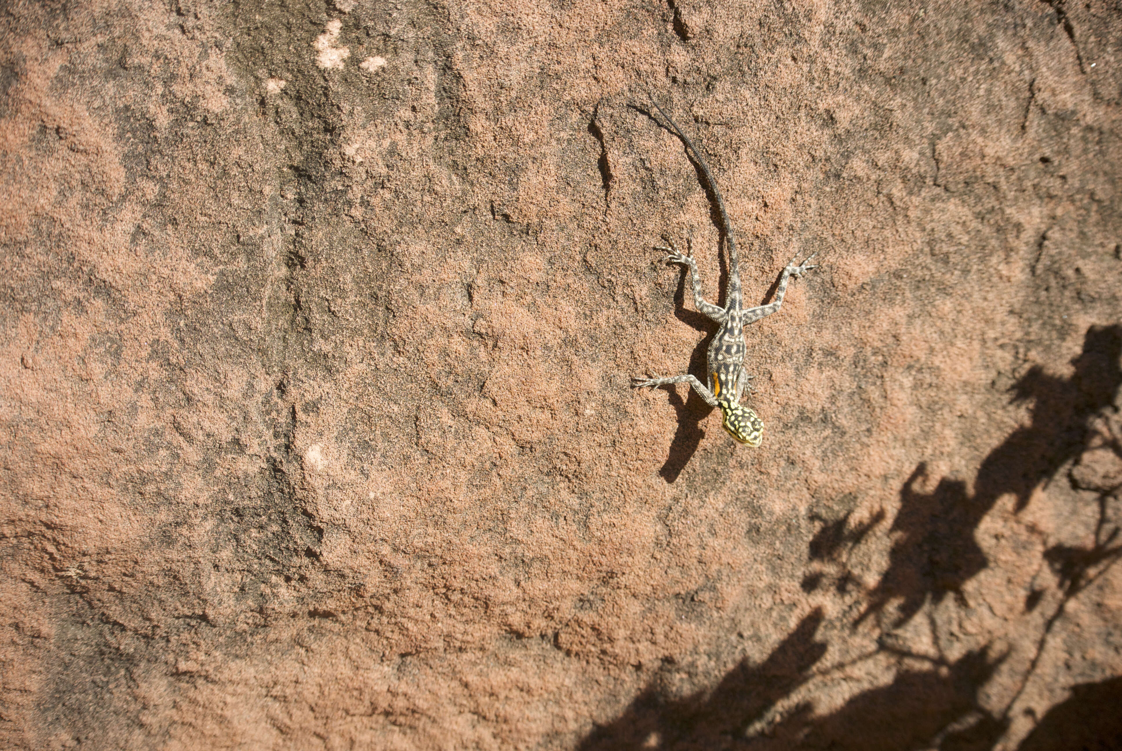 Слика од Agama planiceps Peters 1862