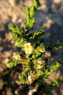 Image of Thymelaea hirsuta (L.) Endl.