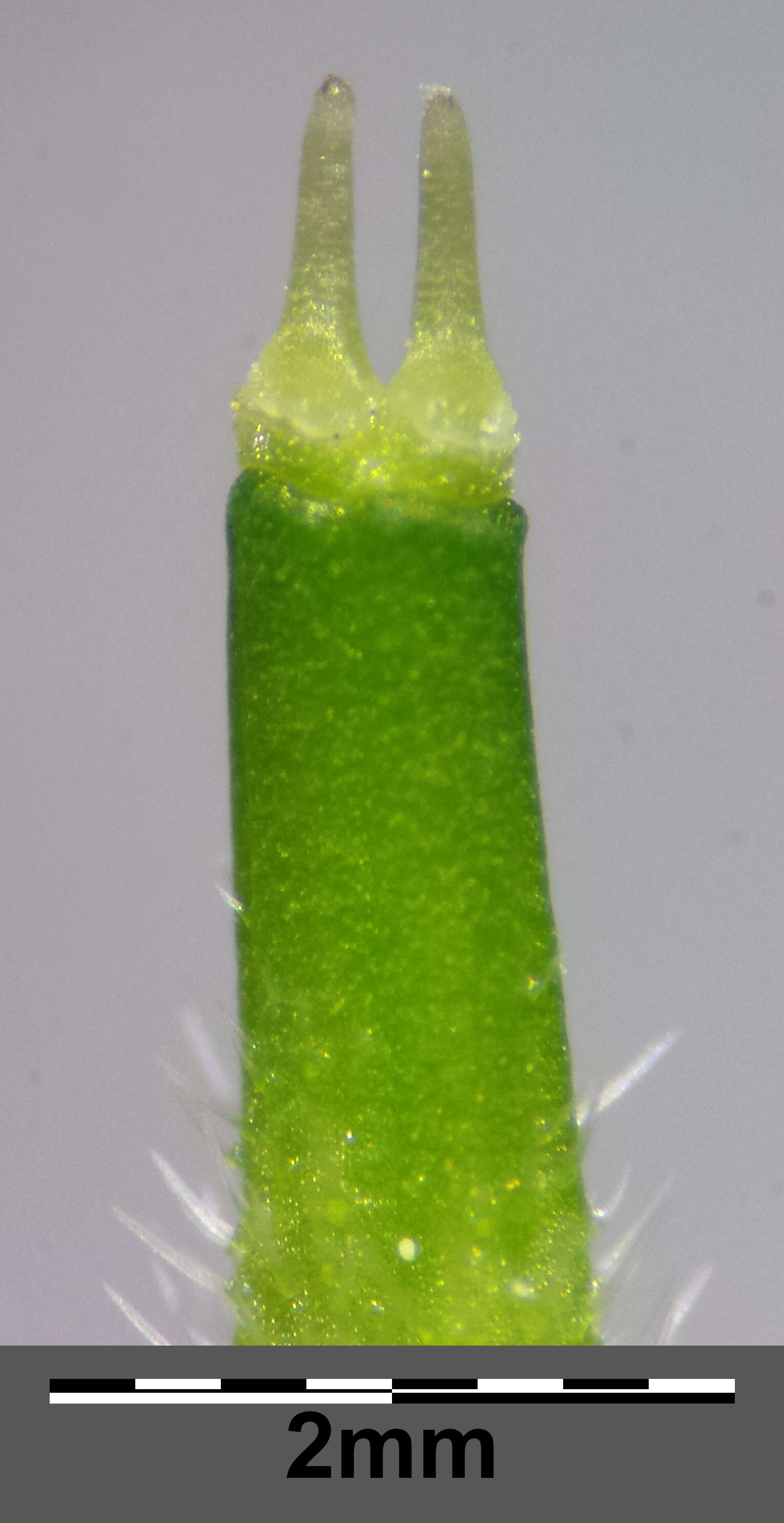 Imagem de Anthriscus cerefolium (L.) Hoffm.