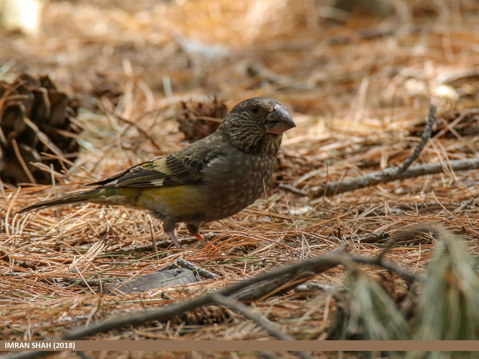 Image of White-winged Grosbeak