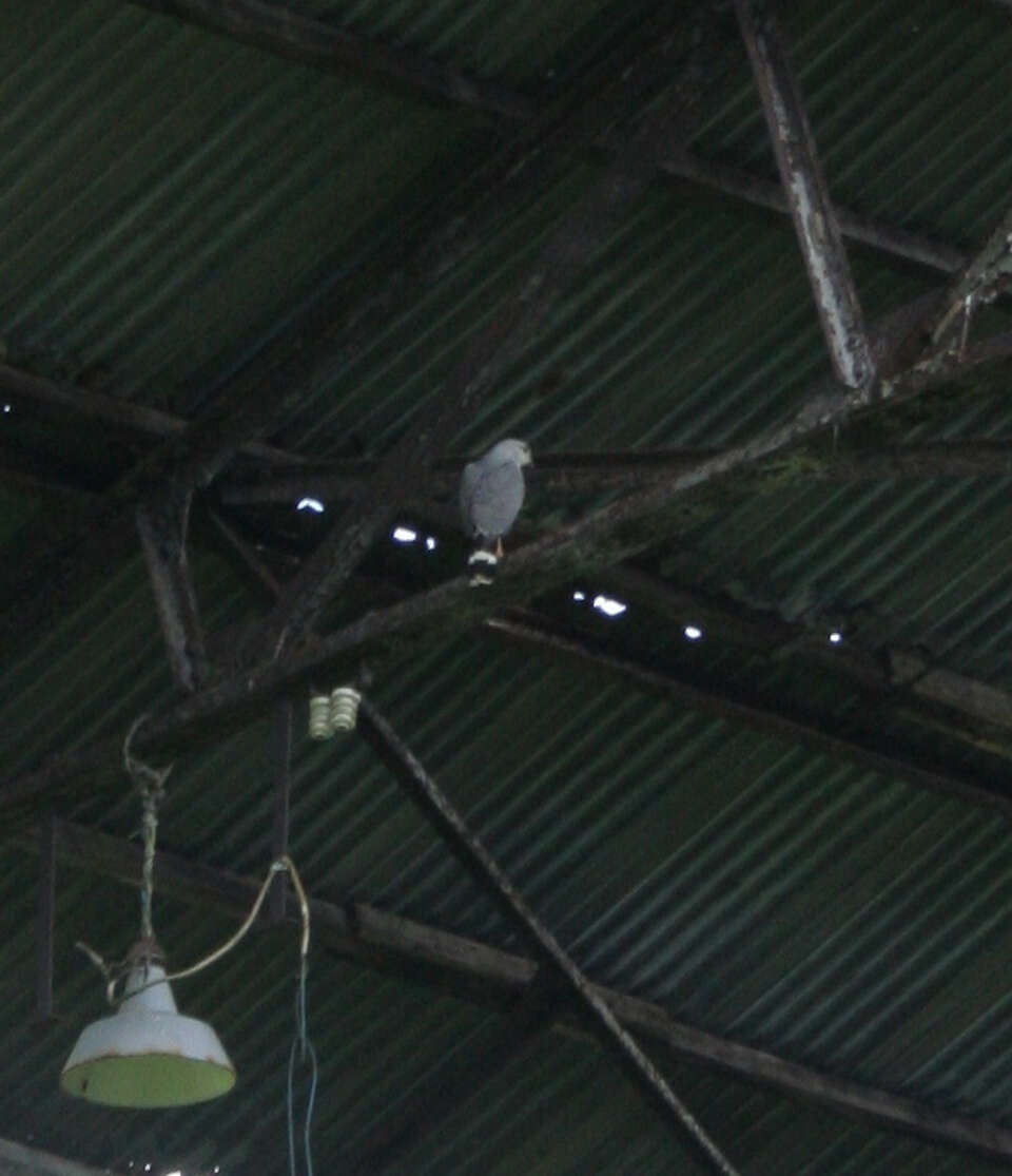 Image of Grey-lined Hawk