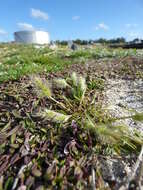 Imagem de Polypogon monspeliensis (L.) Desf.