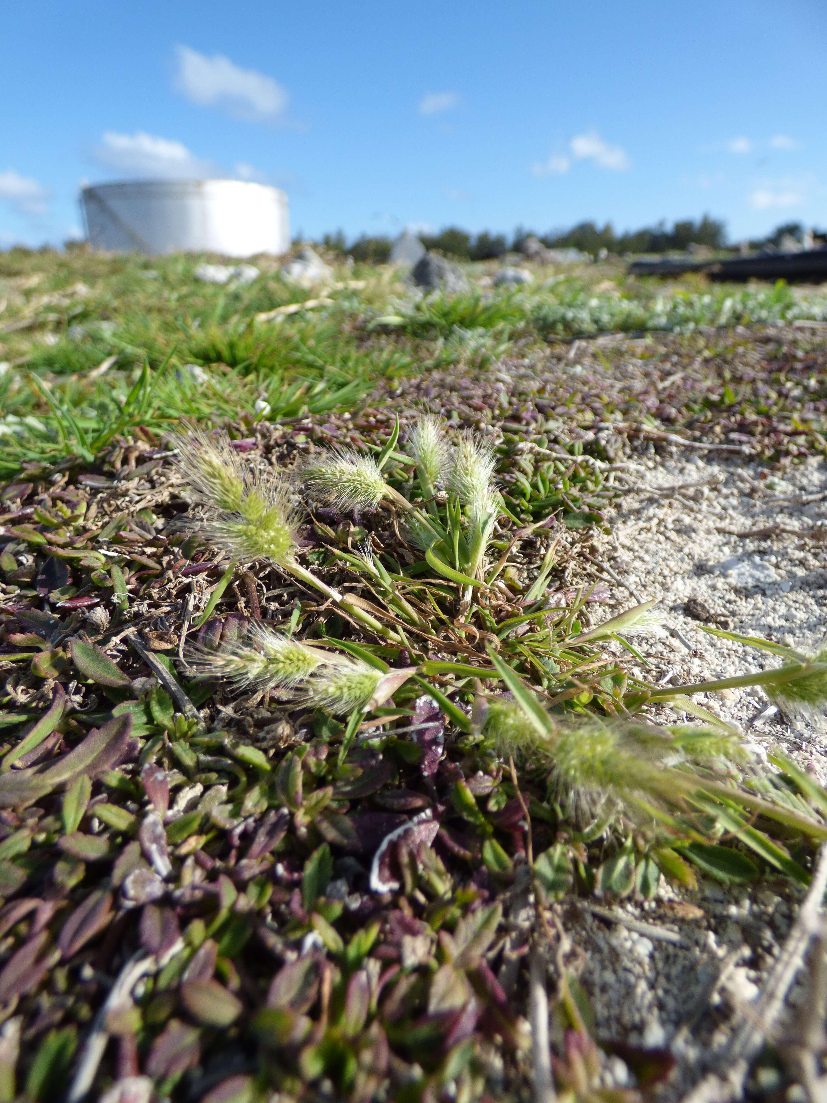 Imagem de Polypogon monspeliensis (L.) Desf.