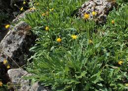 Image of bristly hawkbit