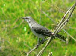 Image of Northern Mockingbird