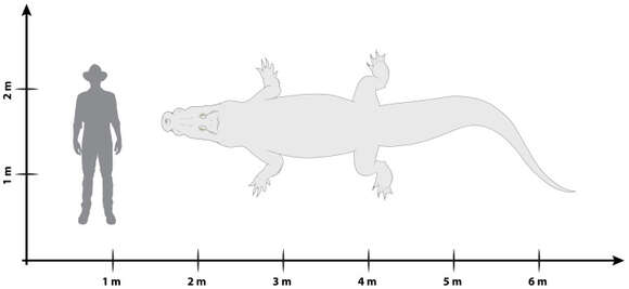 Image of Crocodyliformes