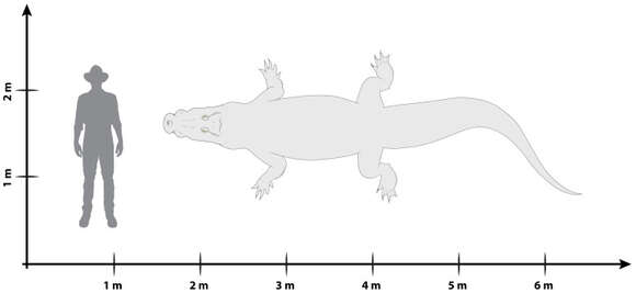 Imagem de Crocodyliformes