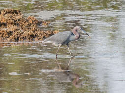 Image of Little Blue Heron