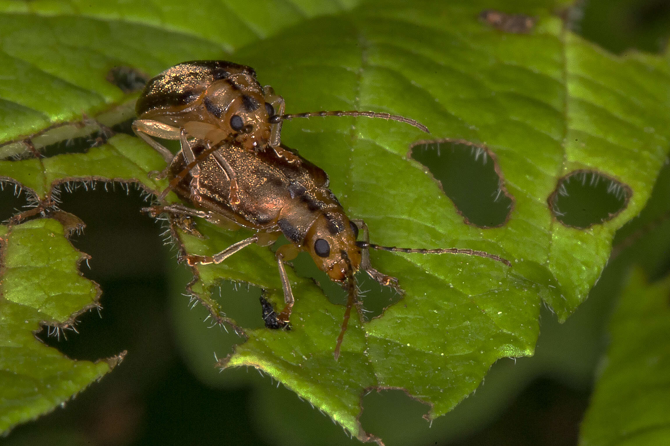 Image of Viburnum leaf beetle