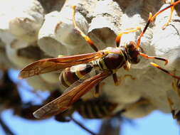 Plancia ëd Polistes exclamans Viereck 1906