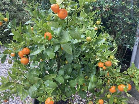 Image of Citrus reticulata