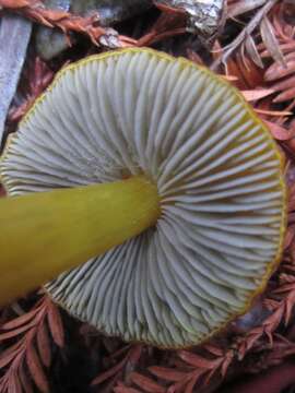 Image of Hygrocybe singeri (A. H. Sm. & Hesler) Singer 1958