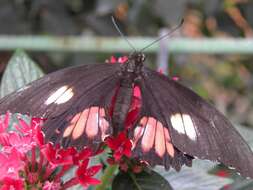 Image de Papilio anchisiades Esper 1788