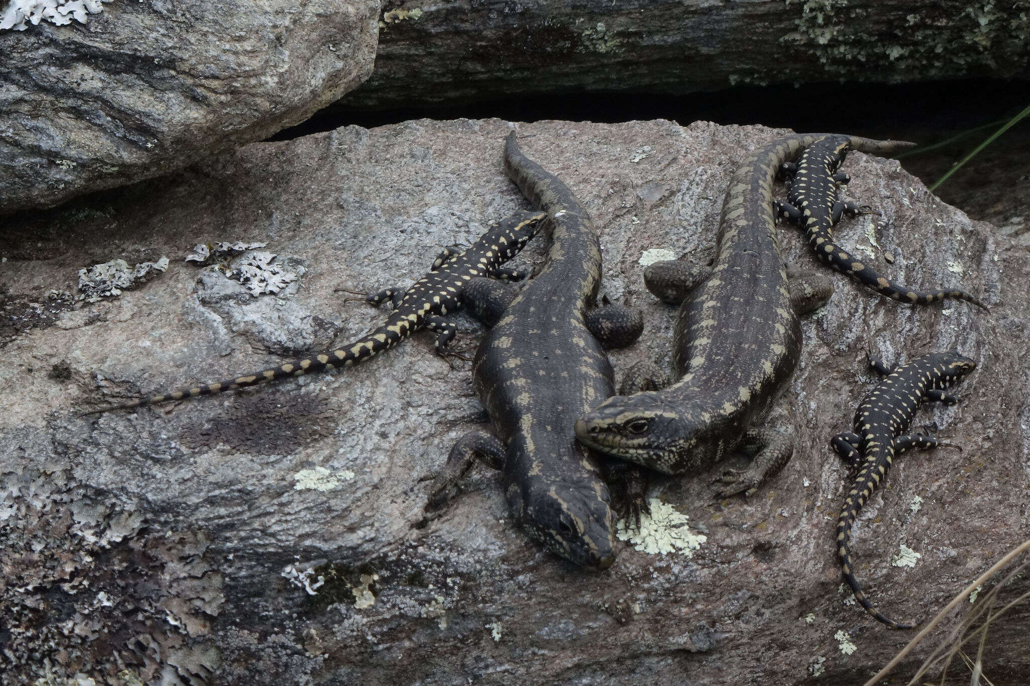 Image of Otago Skink