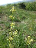 Silene otites (L.) Wibel resmi