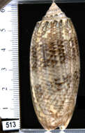 Image of Olivoidea Latreille 1825