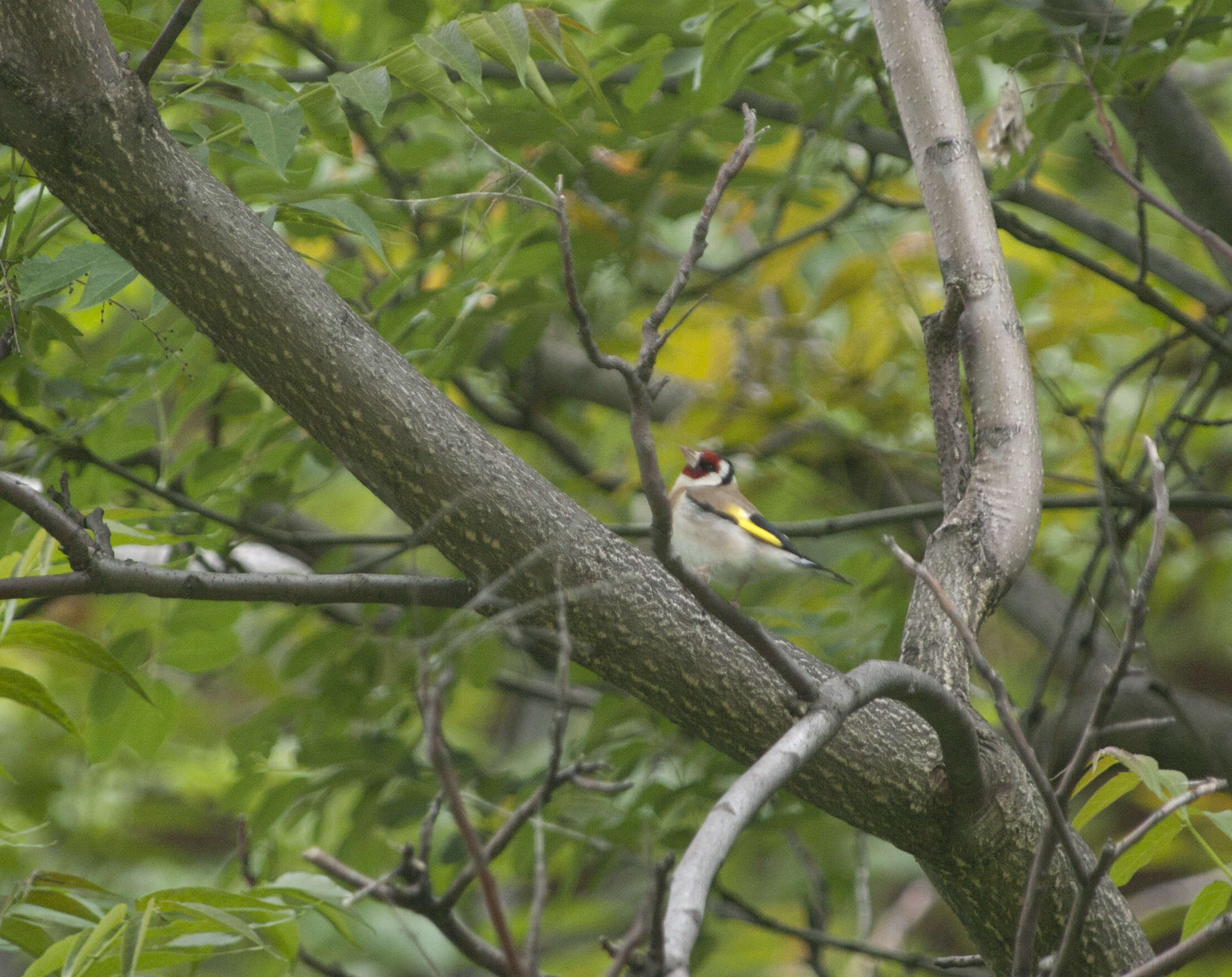 Image of European Goldfinch