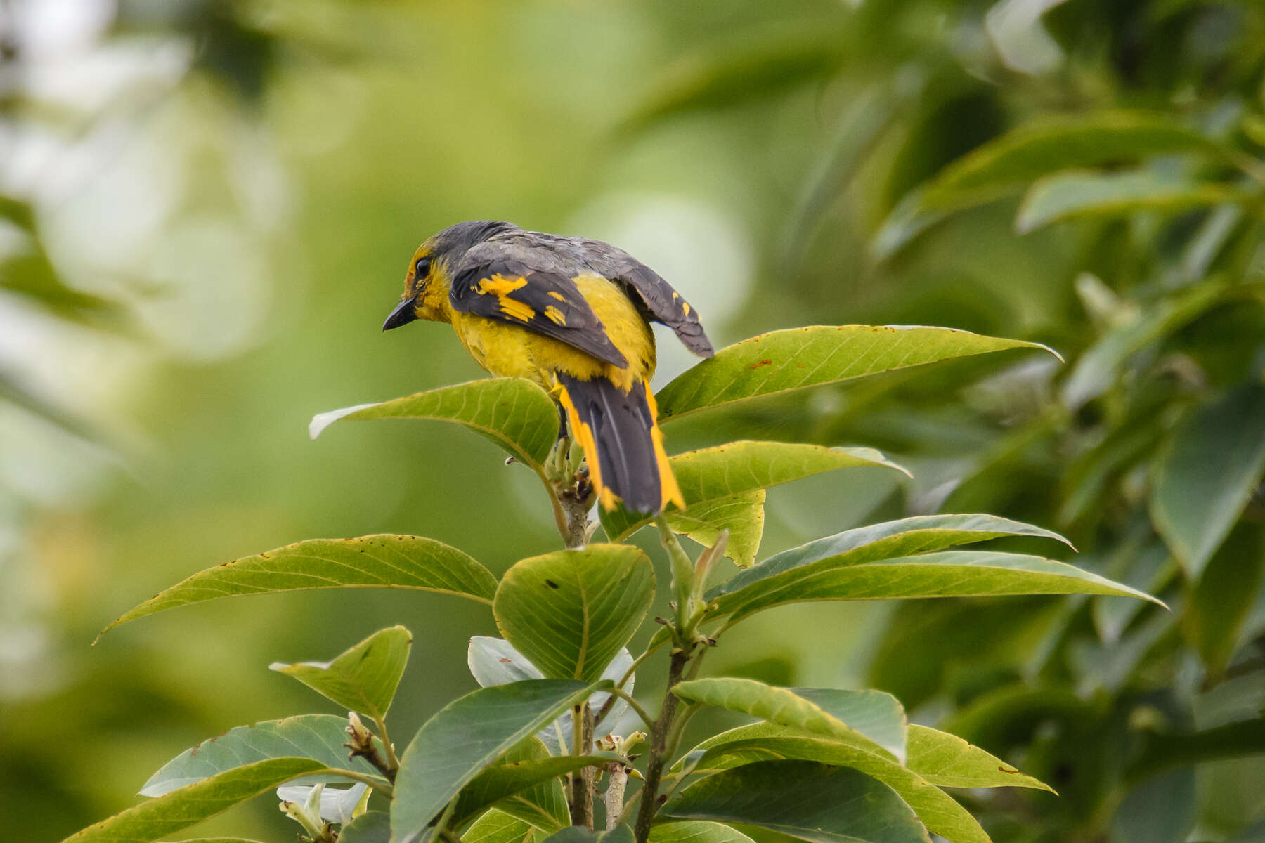 Image of Long-tailed Minivet