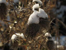 Image of Spear Thistle