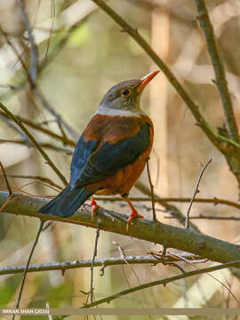 Image of Chestnut Thrush