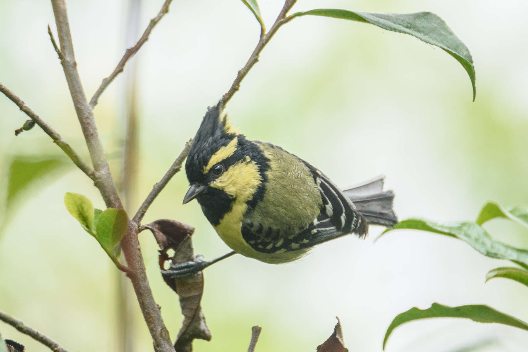 Image of Black-lored Tit