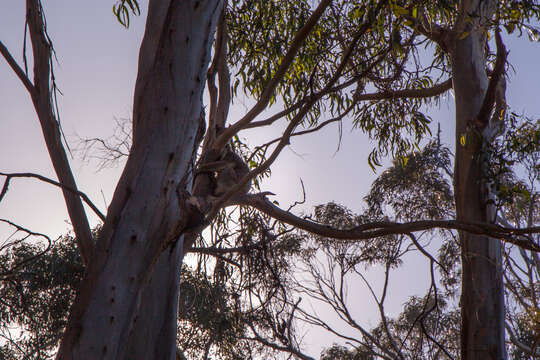 Image of koalas