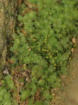 Image of schistostega moss