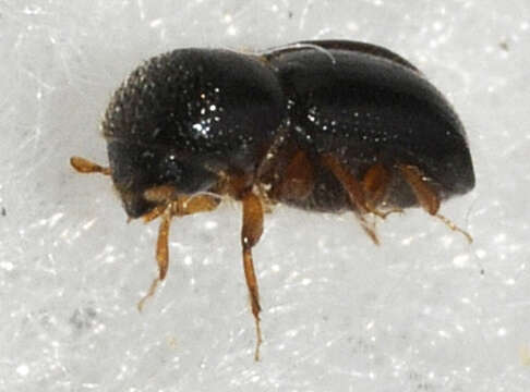 Image of Xyleborus