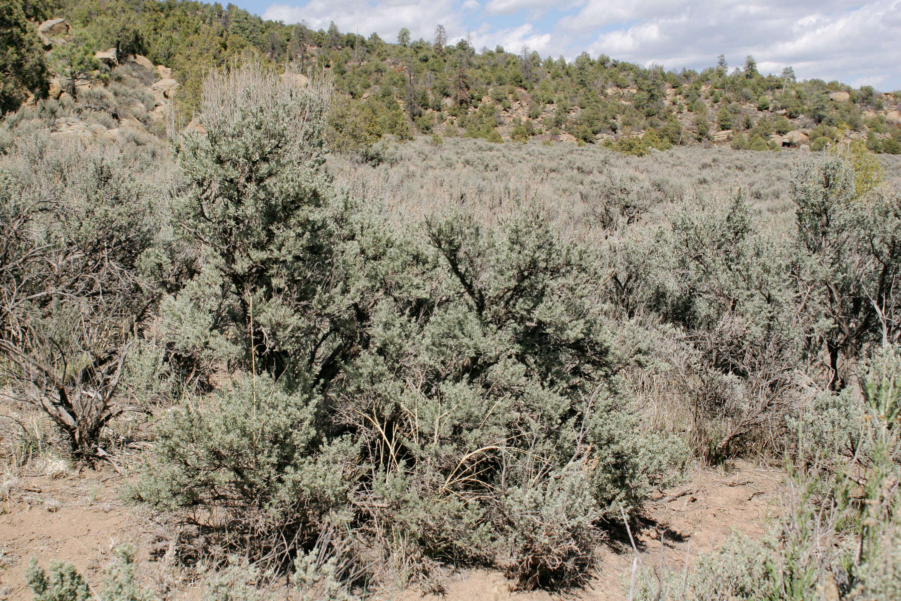 Imagem de Artemisia tridentata (Nutt.) W. A. Weber