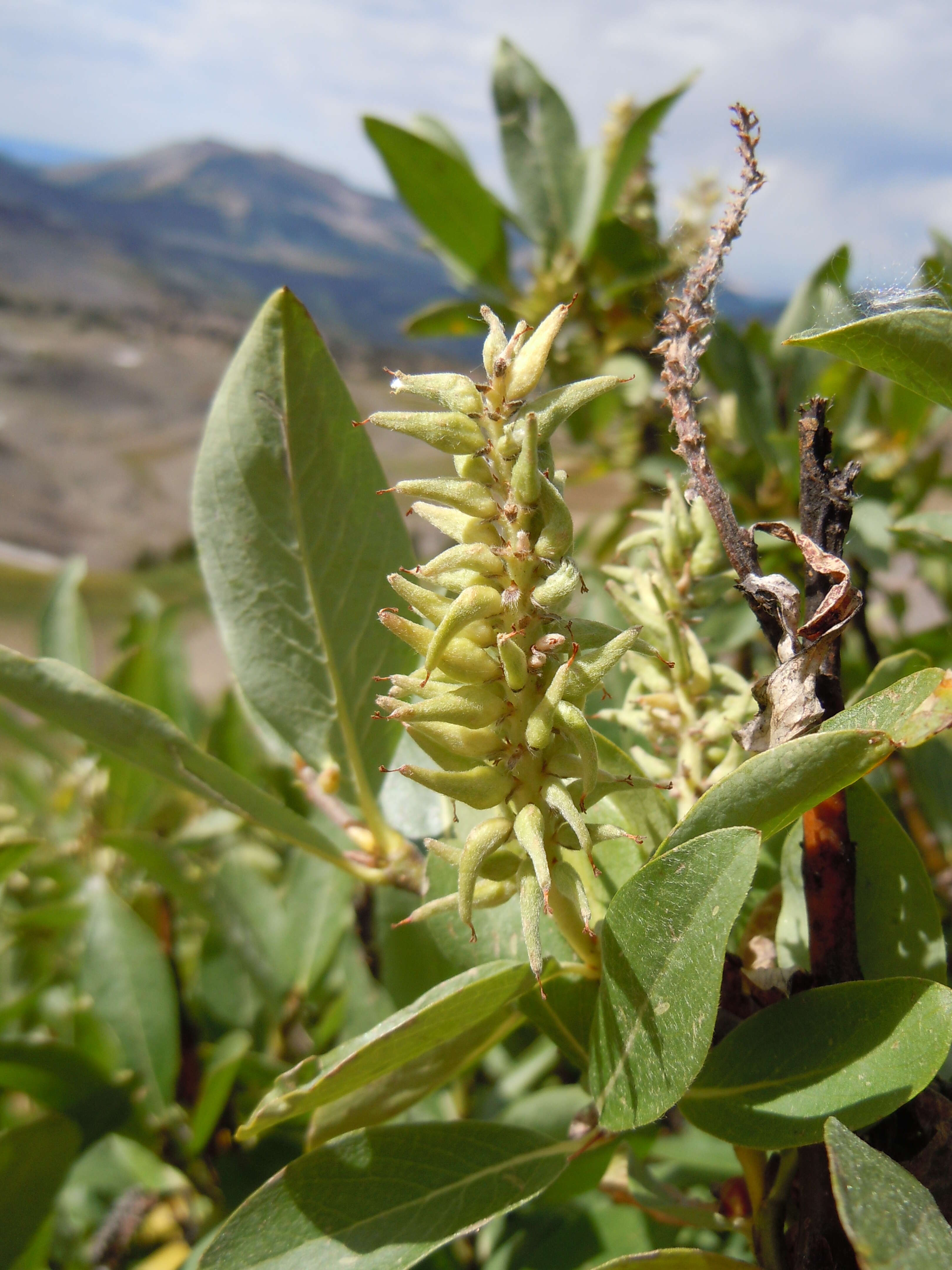 Image of mountain willow