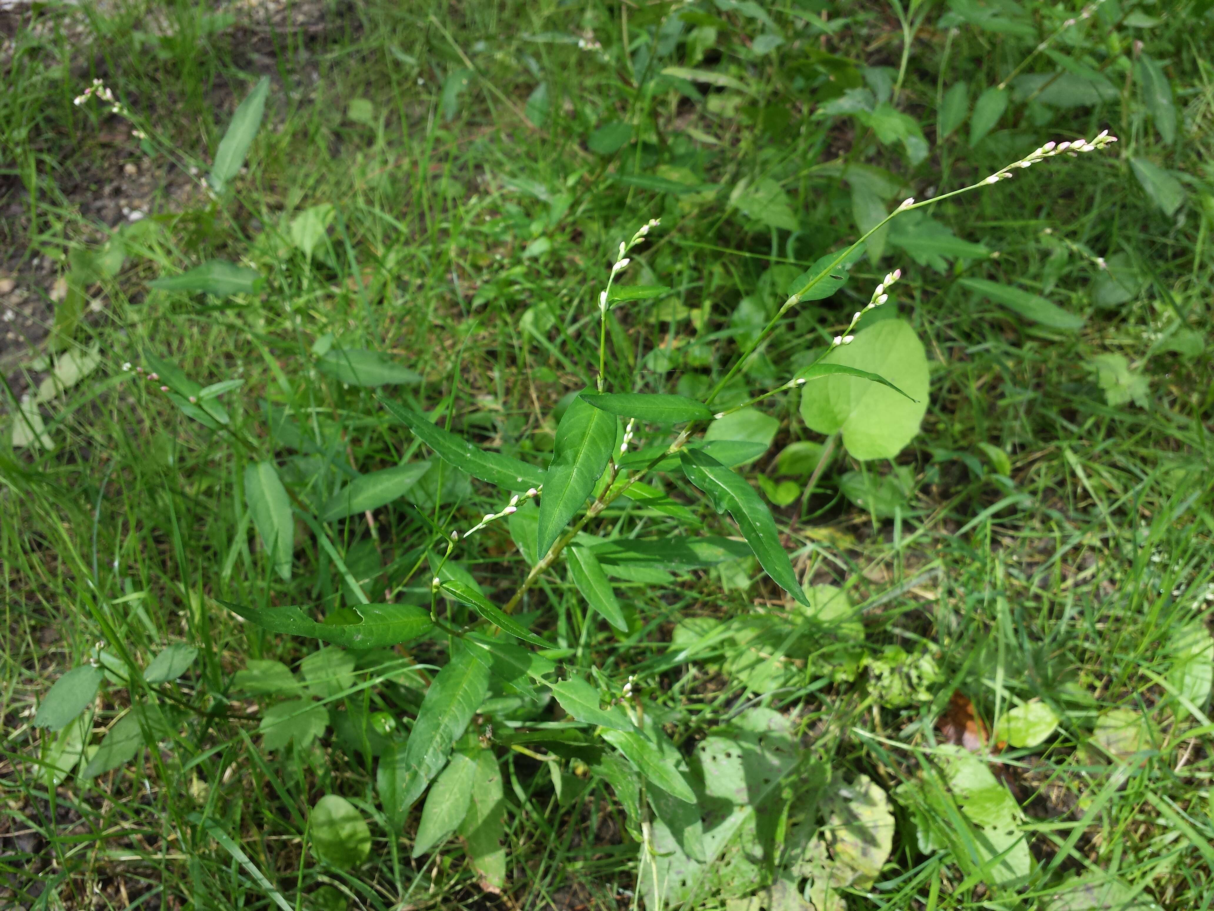 صورة Persicaria mitis (Schrank) Asenov