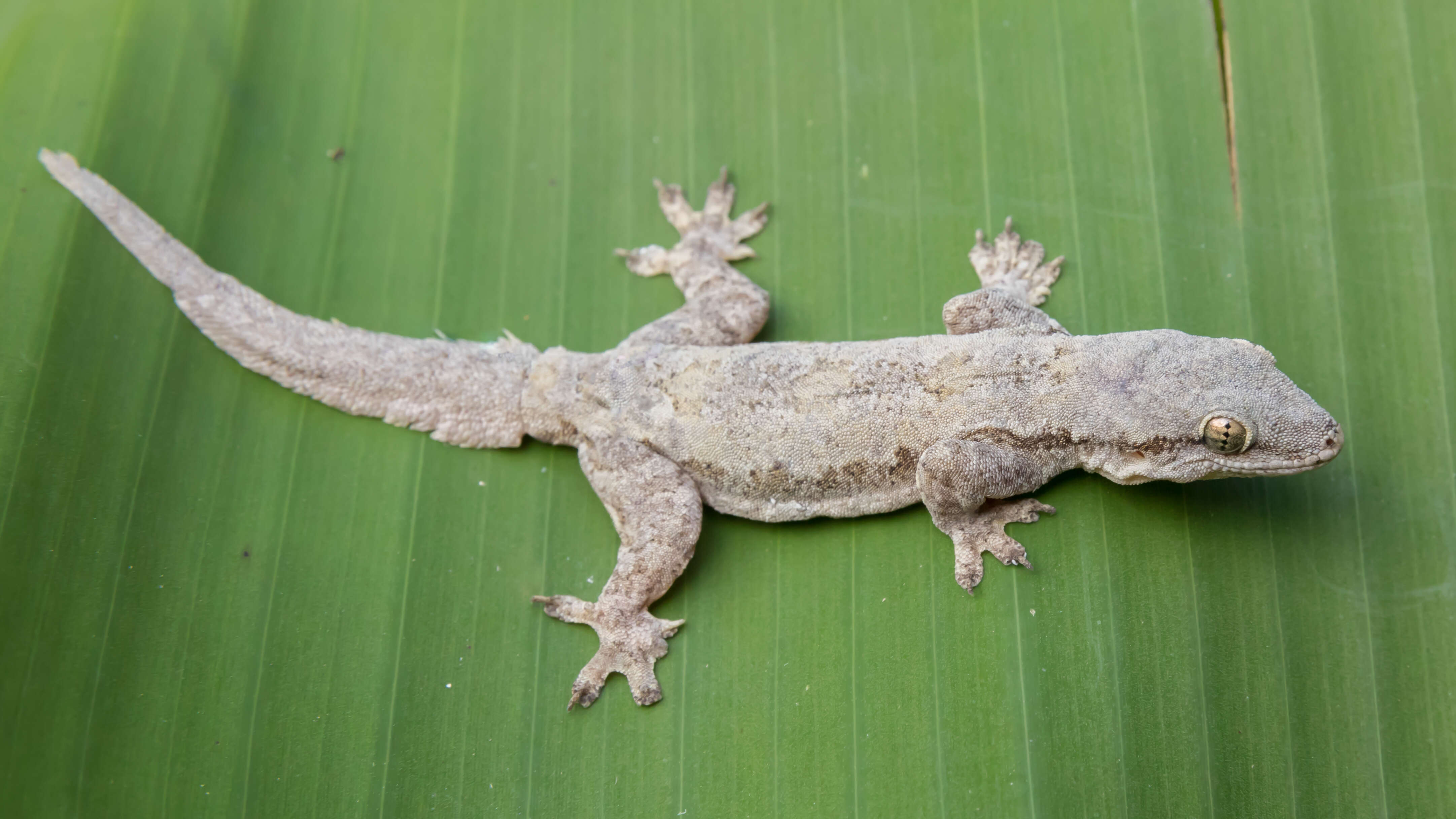 Image of Flat-tailed House Gecko