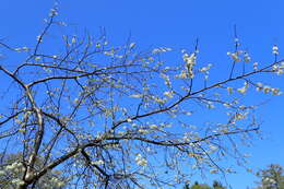 Imagem de Prunus brigantina Vill.