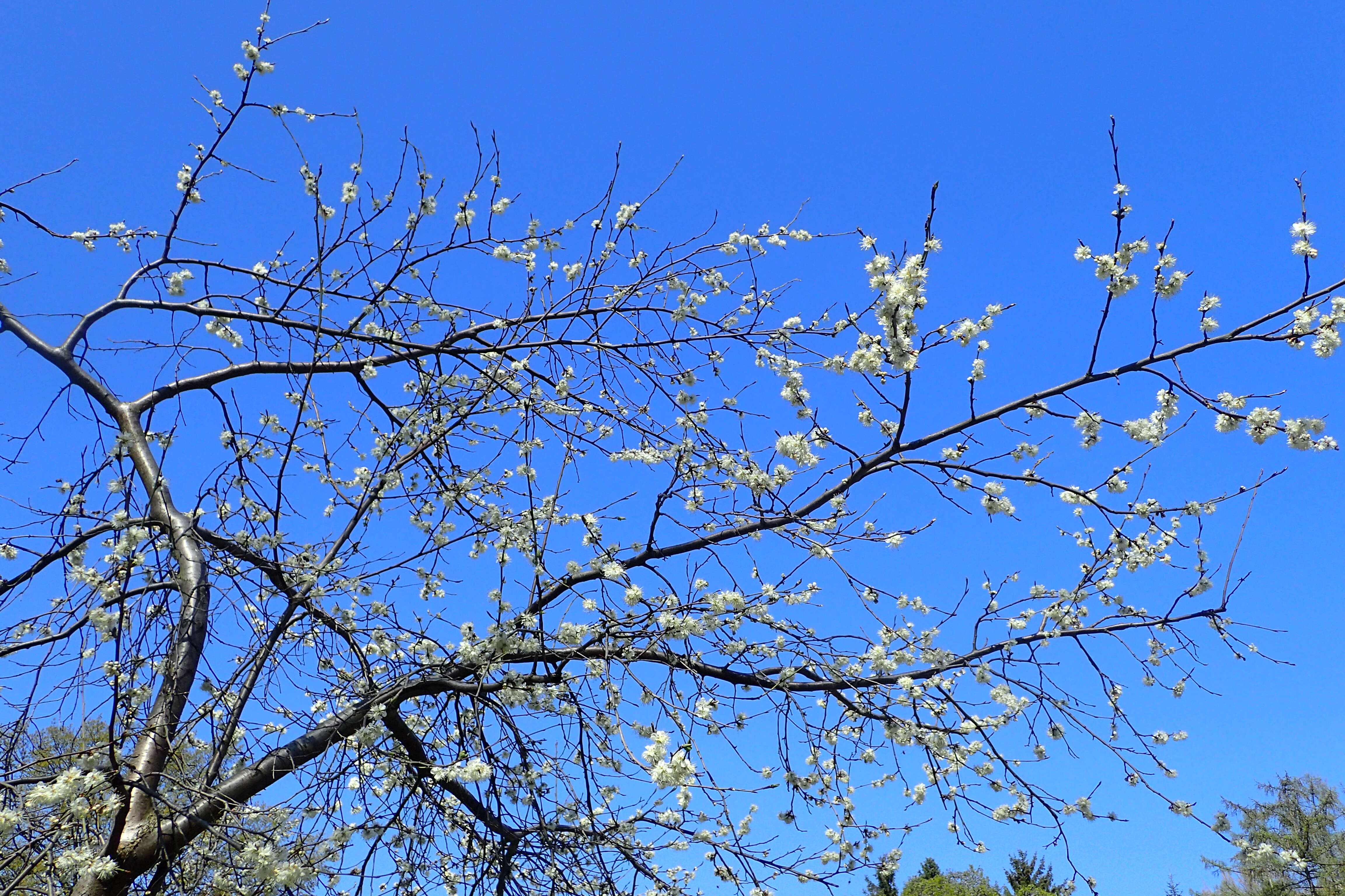 Plancia ëd Prunus brigantina Vill.