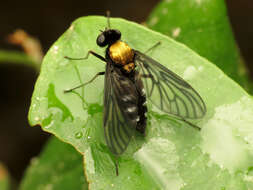 Image of Golden-backed Snipe Fly