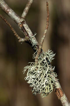 Image of ring lichen