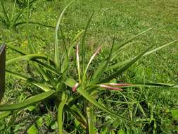 Image of Crinum mauritianum G. Lodd.