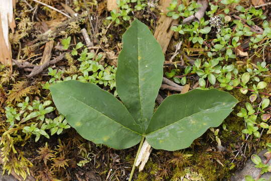 Image of Alpine Laburnum