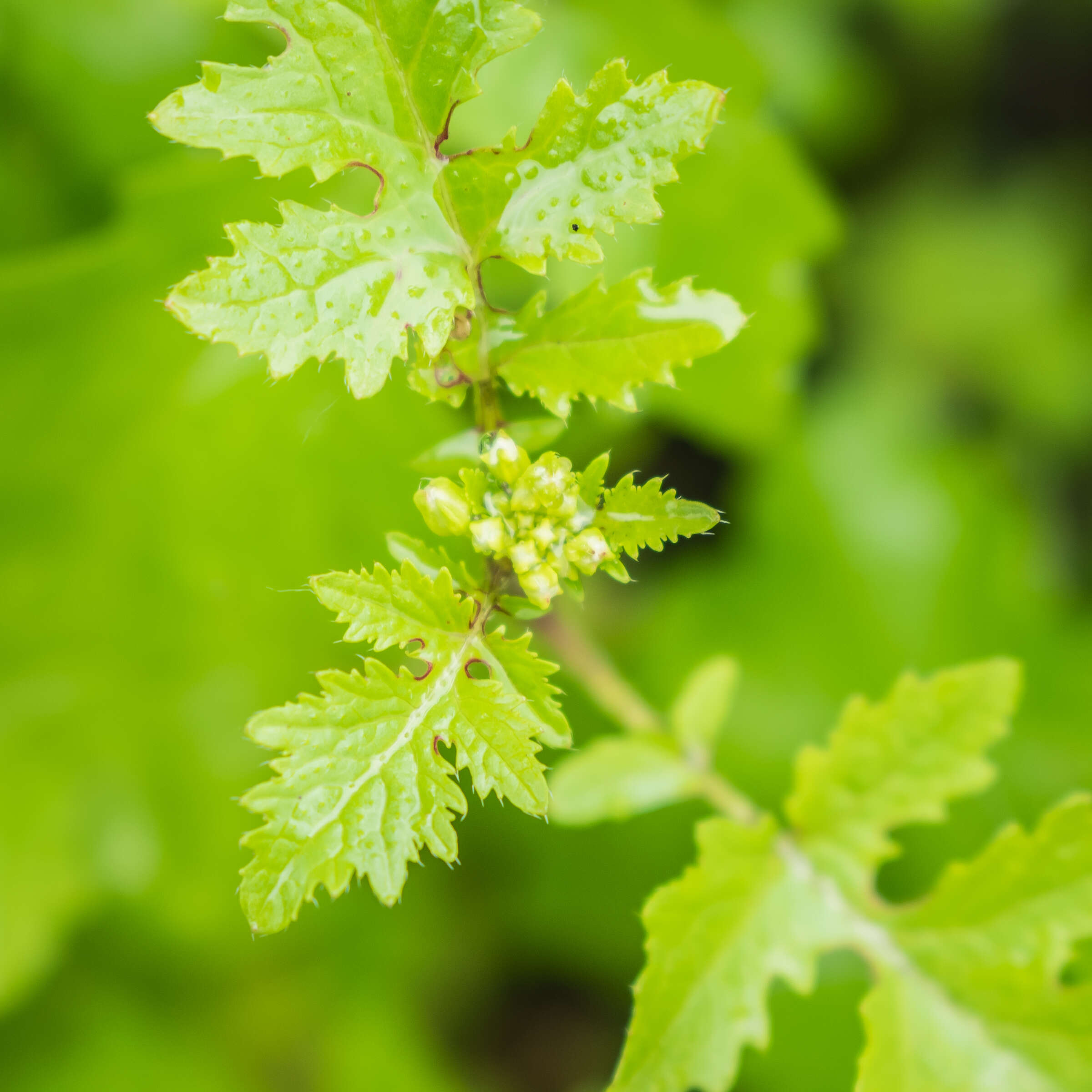 Image of white mustard