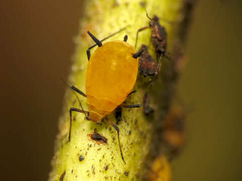 Image of Aphid