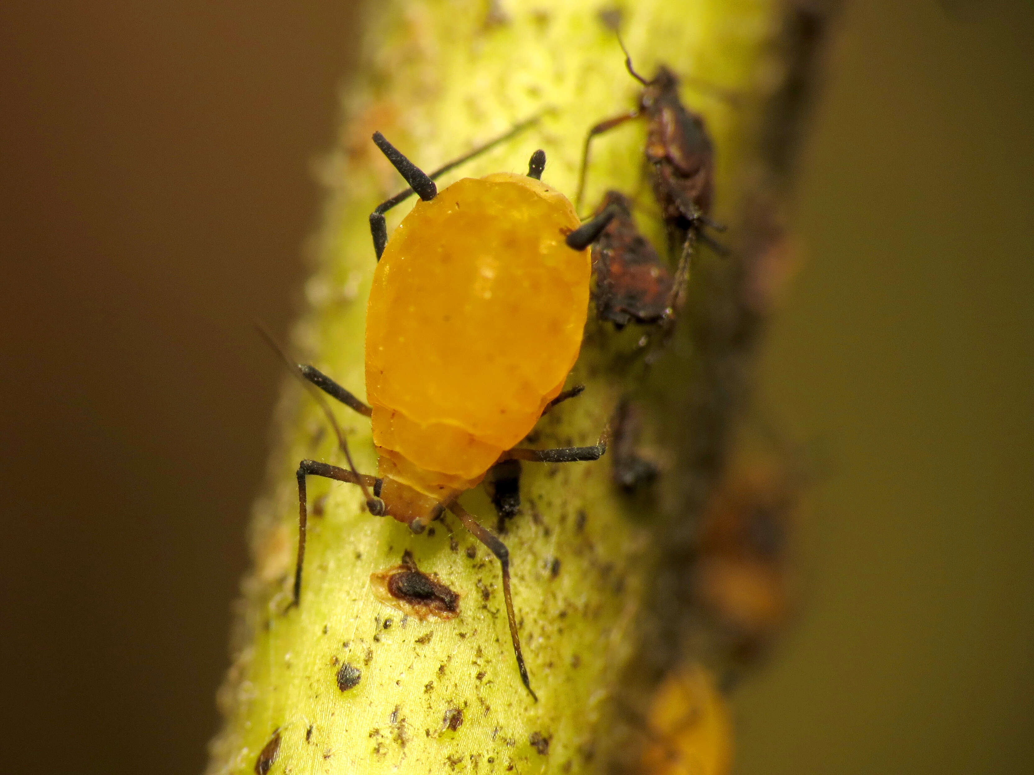 Image of Aphid