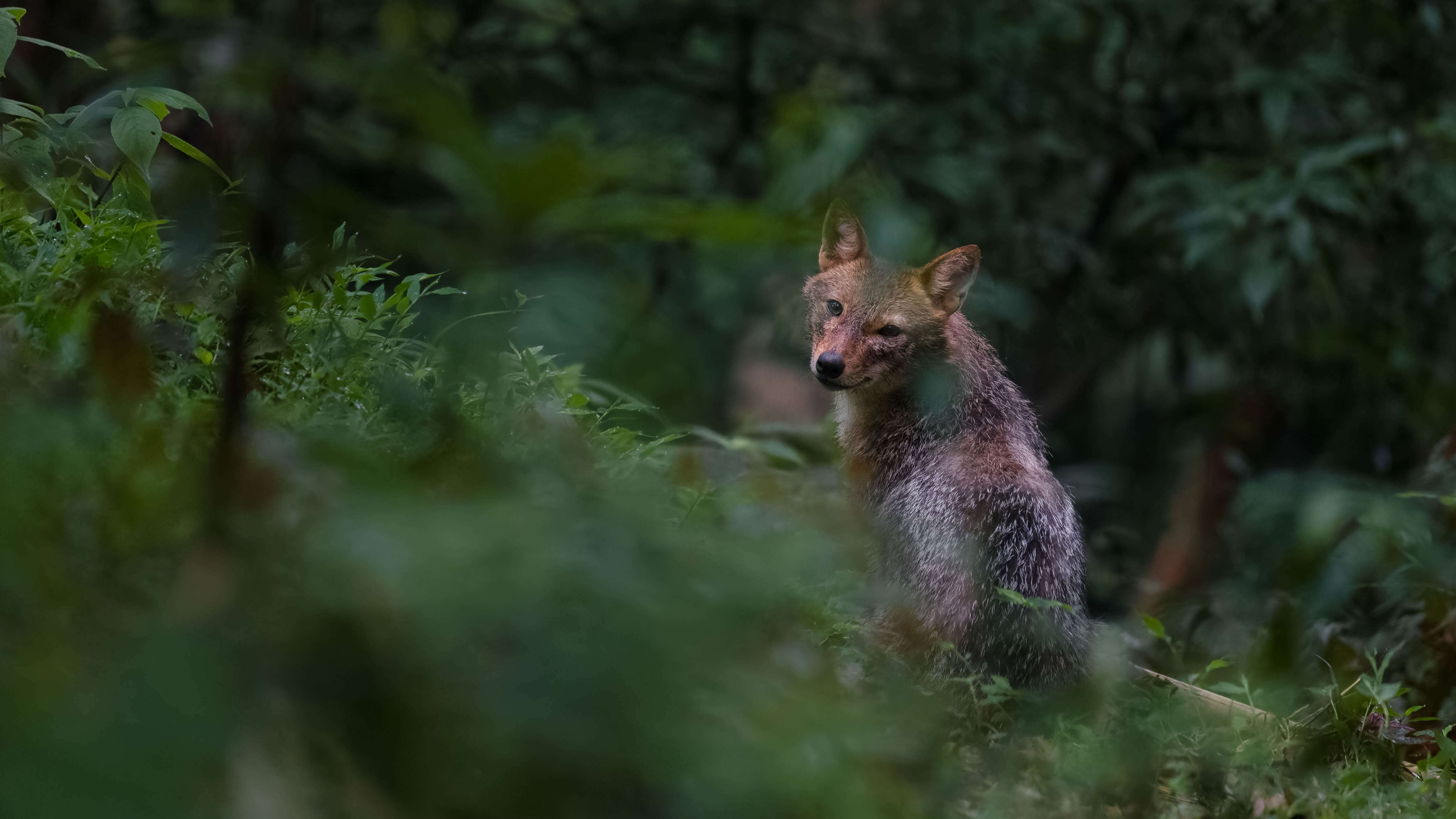 Image of Indian jackal