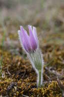 Imagem de Pulsatilla vulgaris Miller