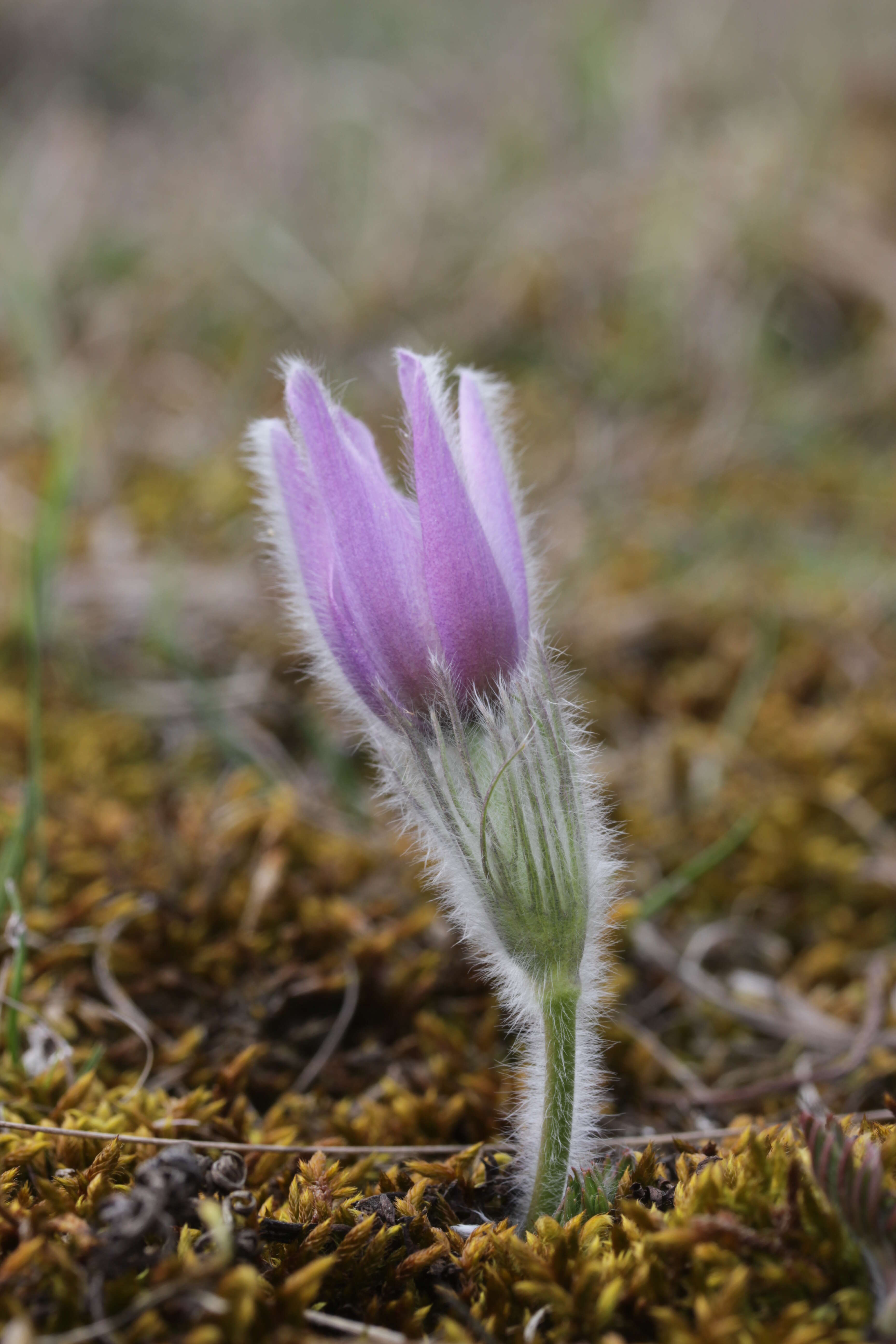 Imagem de Pulsatilla vulgaris Miller