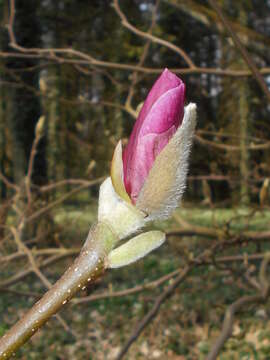 Image of Saucer magnolia