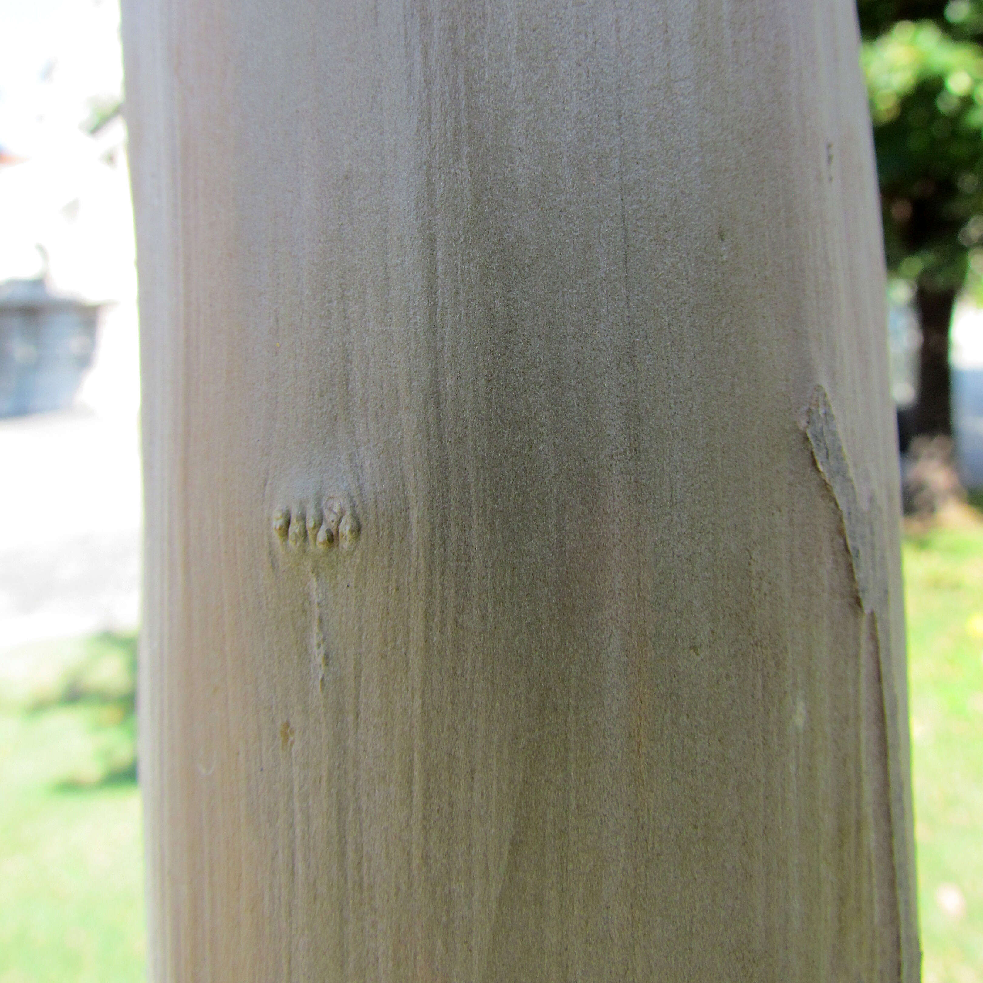 Image of Crape myrtle